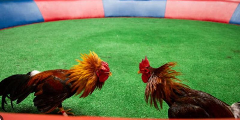 Trực tiếp đá gà tre